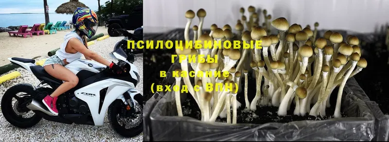 Псилоцибиновые грибы Magic Shrooms  Остров 